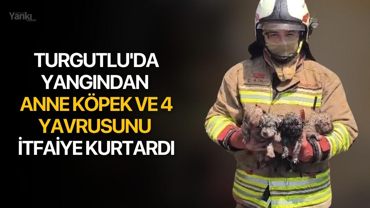 Turgutlu'da yangından anne köpek ve 4 yavrusunu itfaiye kurt