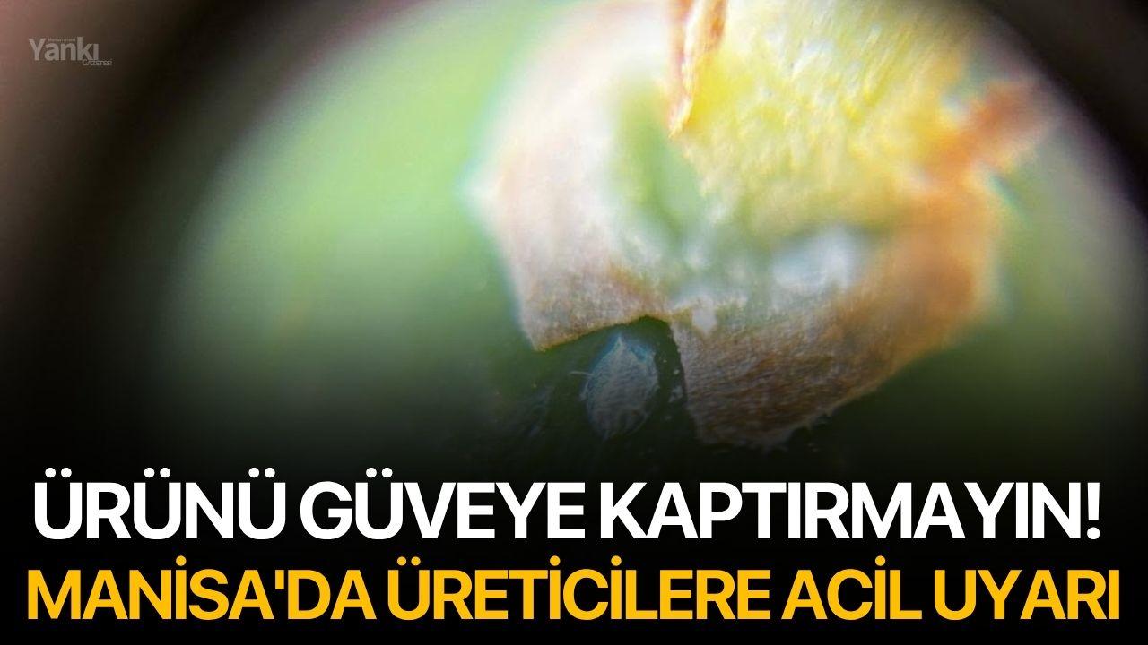 Ürünü Güveye Kaptırmayın! Manisa'da Üreticilere Acil Uyarı