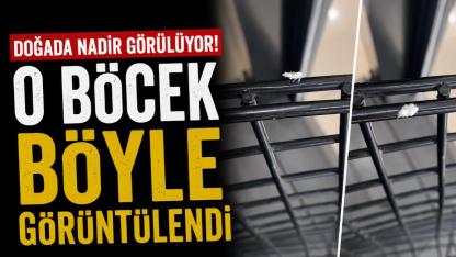 Doğada nadir görülüyor! O şehrimizde ortaya çıktı