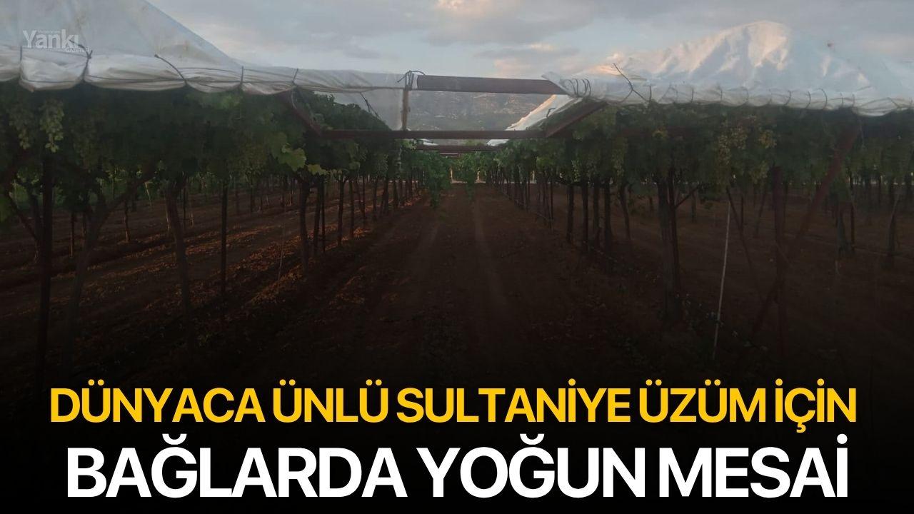 Dünyaca Ünlü Sultaniye Üzüm İçin Bağlarda Yoğun Mesai
