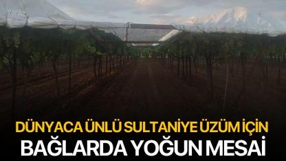 Dünyaca Ünlü Sultaniye Üzüm İçin Bağlarda Yoğun Mesai