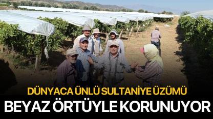 Dünyaca Ünlü Sultaniye Üzümü Beyaz Örtüyle Korunuyor