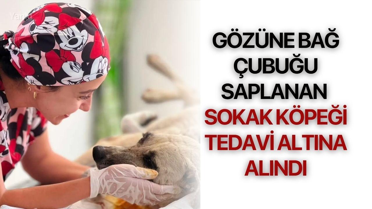 Gözüne Bağ Çubuğu Saplanan Sokak Köpeği Tedavi Altına Alındı