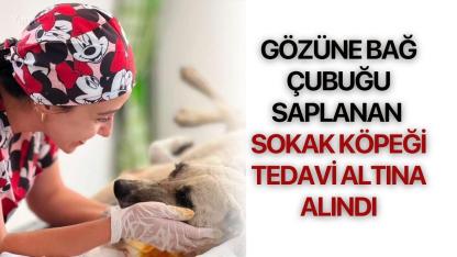 Gözüne Bağ Çubuğu Saplanan Sokak Köpeği Tedavi Altına Alındı