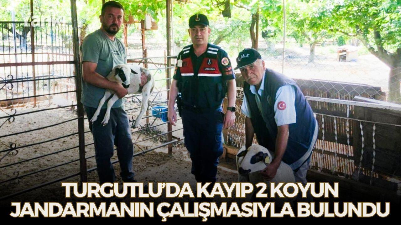 Turgutlu’da Kayıp 2 Koyun Jandarmanın Çalışmasıyla Bulundu