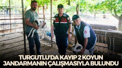 Turgutlu’da Kayıp 2 Koyun Jandarmanın Çalışmasıyla Bulundu