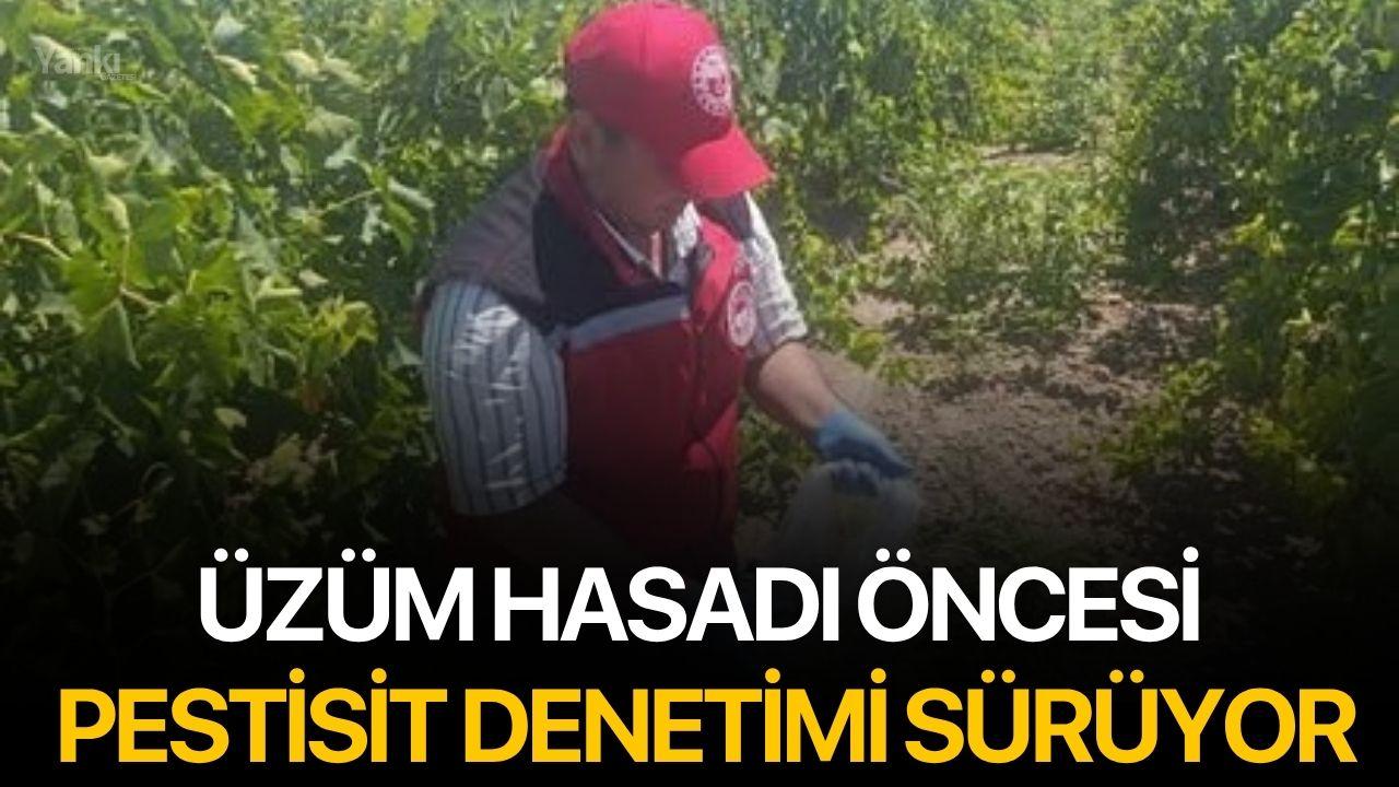 Üzüm hasadı öncesi pestisit denetimi sürüyor