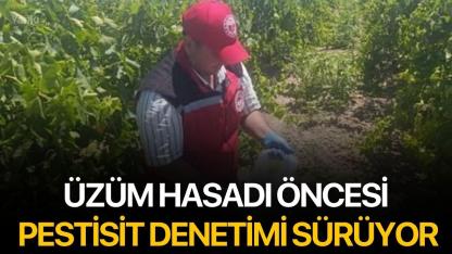 Üzüm hasadı öncesi pestisit denetimi sürüyor