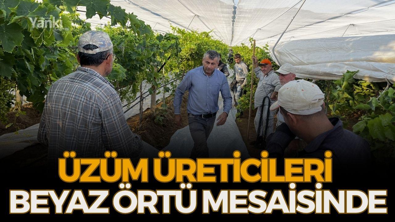 Üzüm üreticileri beyaz örtü mesaisinde