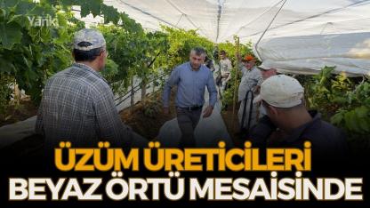 Üzüm üreticileri beyaz örtü mesaisinde