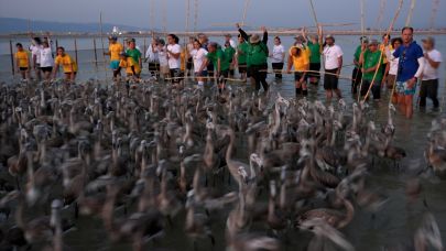 Kuş Cenneti'nde 650 yavru flamingo halkalandı