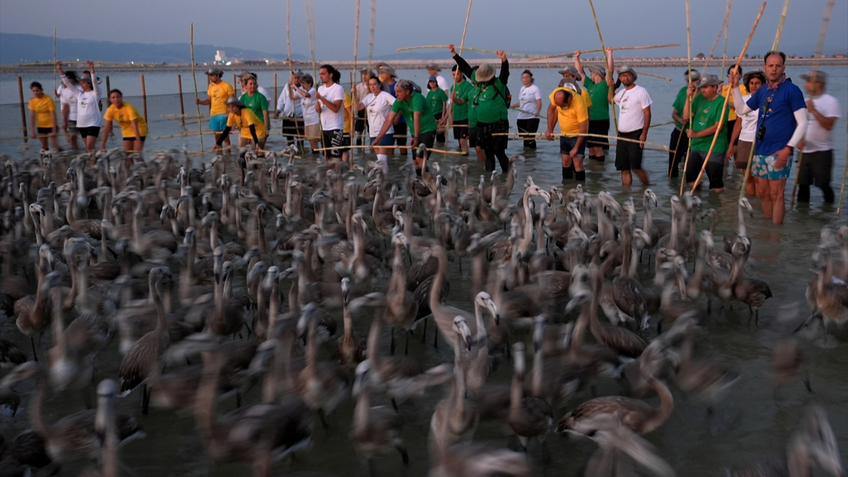 Kuş Cenneti'nde 650 yavru flamingo halkalandı
